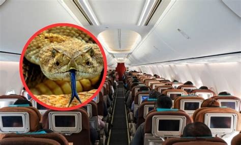 Se Encontr Una Serpiente En Pleno Vuelo Lo Que Caus Terror Entre Los