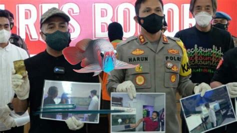 Polres Bogor Tangkap Pelaku Pencurian Arwana Suk Eng Pang Senilai