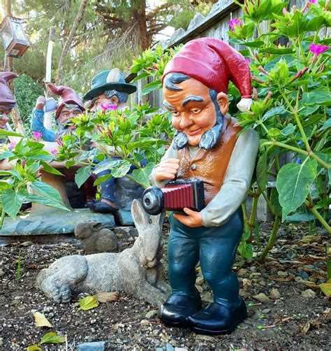 Take A Picture Lawn Gnome Gnome Garden Gnomes