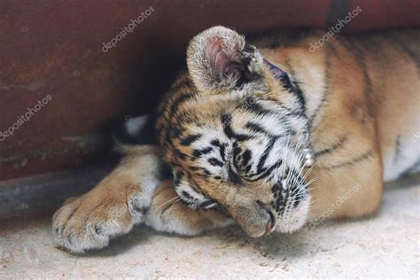 Sleeping cute baby tiger. Small tiger cub. Funny baby tiger slee ...