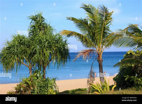 Thailand Phuket Karon Beach Palms People Stock Photo Alamy