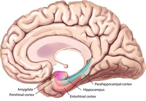 4 The Medial Temporal Lobe Is The Area Of The Brain Responsible For