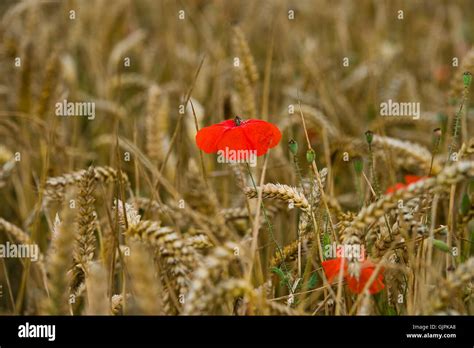 Weed In Corn Field Hi Res Stock Photography And Images Alamy