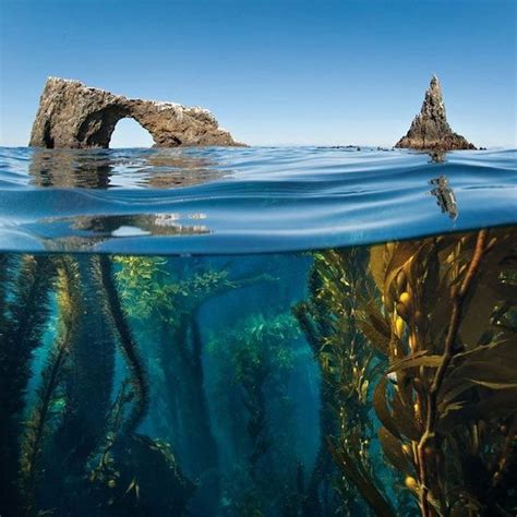 kelp forest   anacapa islands arch   coast  oxnard