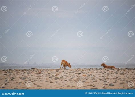 Dogs Playing by the Waterside on Paarden Eiland Beach at Sunrise. Stock ...