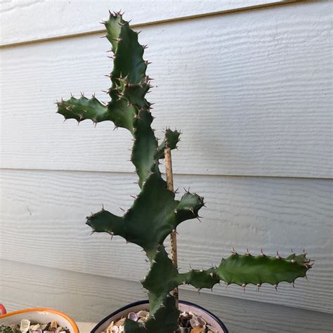 Euphorbia Tortilis Euphorbia Tortilis In Gardentags Plant Encyclopedia