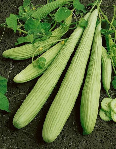 armenian cucumber, Organic | Restoration Seeds