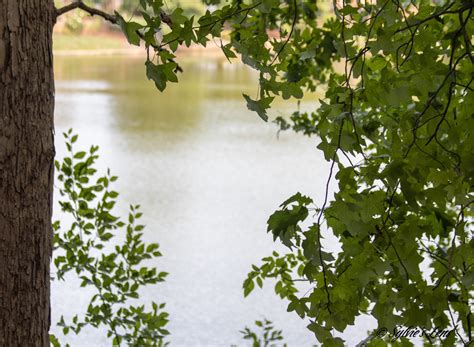 tanger family bicentennial garden 9