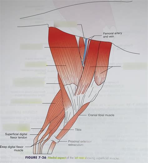 Lab 5 Superficial Muscles Medial Aspect Pelvic Limb Diagram Diagram