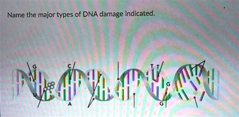 SOLVED: Name the major types of DNA damage indicated: