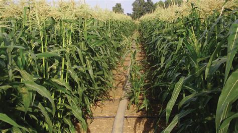 Drip Irrigation For Maize Farming In Kenya