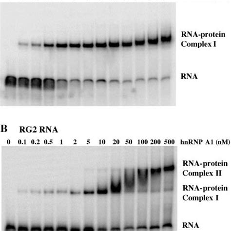 HnRNP A1 Interacts With The Central RG2 Motif Labeled RNAs Were