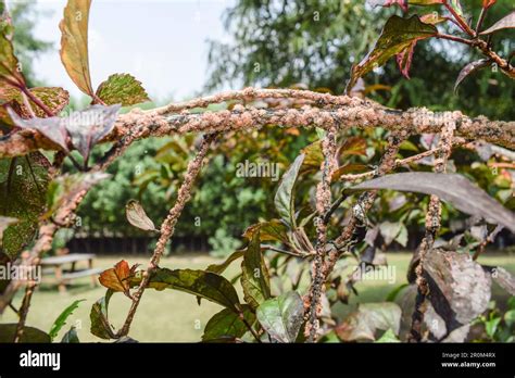 Hibiscus Plant Disease On Hibiscus Stem Brown Dots Scales On