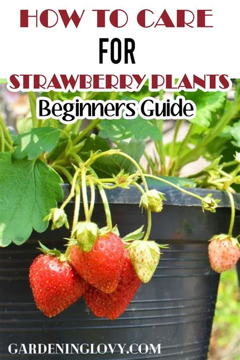 How To Care For Strawberry Plants Strawberry Plants Strawberry Plant