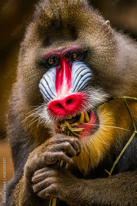 The mandrill (Mandrillus sphinx) are the wolrd's largest monkeys. They ...