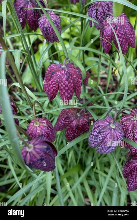 Snake S Head Fritillary Fritillaria Meleagris Stock Photo Alamy