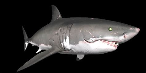 Shark Species | Depth Wiki | FANDOM powered by Wikia