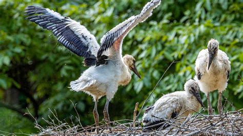 Record Hatching Of Rare Chicks