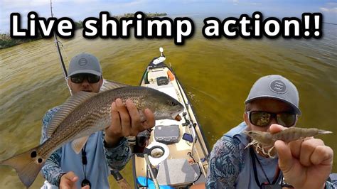 Fishing With Live Shrimp In Florida Easiest Way To Catch Fish Youtube