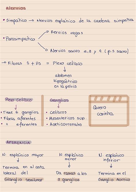 SOLUTION Nervio Abdomen Studypool