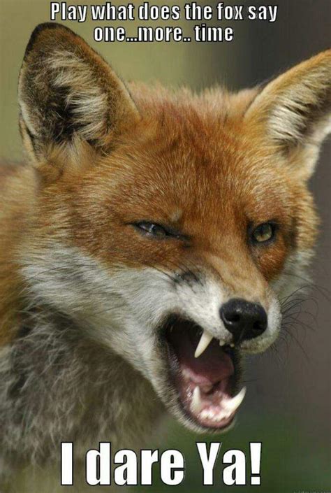 Funny Fox Memes (GOOGLE) | Foxes Amino