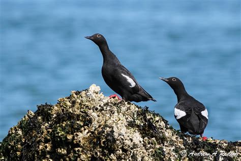 Pigeon Guillemot | Audubon Field Guide