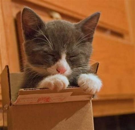 Cute Cats In Boxes Amazing Creatures