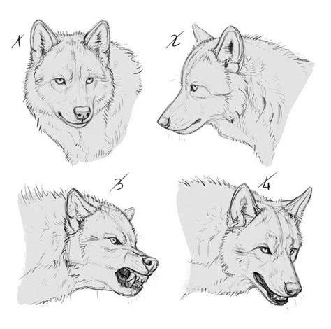 Wolf Cut Drawing Reference