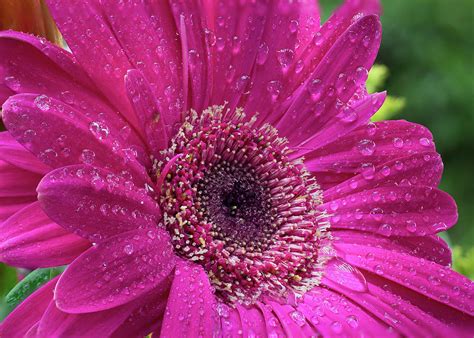 Fuchsia Daisy Photograph By Tabitha Williams Fine Art America