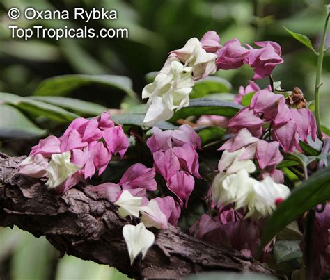 Clerodendrum thomsoniae, Bleeding heart, Glory bower, Clerodendron