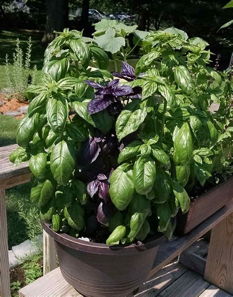 10 Varieties of Basil to Grow in Your Home Garden - SproutedGarden.com