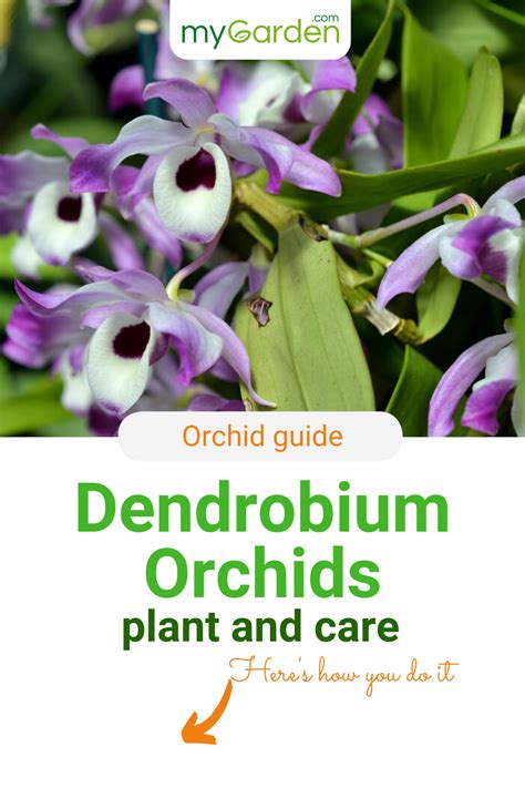 The Dendrobium nobile, commonly known as Dendrobium orchid, amazes with ...