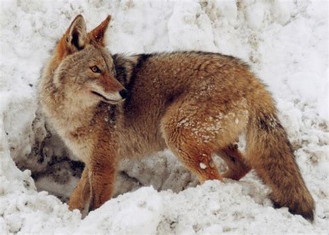 The Difference Between Bobcat And Coyote Tracks Sciencing