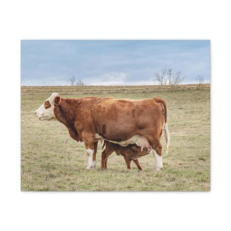 Baby Cow Photography Baby Cow Photo Neutral Cow Photo - Etsy