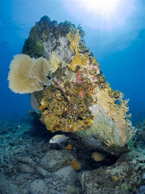 Scuba Diving In Key Largo Worlds Of Corals Christ And Wrecks