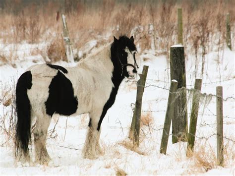 Brown Horse · Free Stock Photo