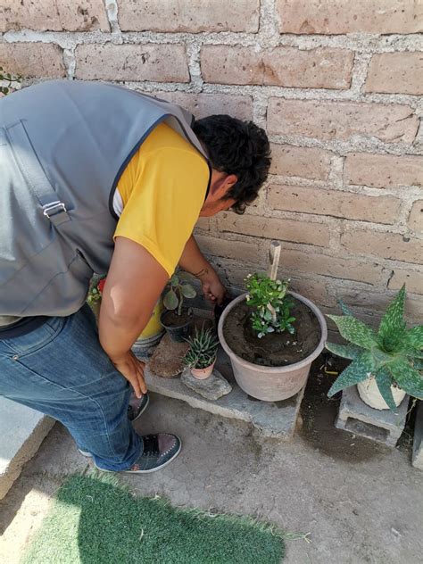 Salud Sonora On Twitter Cambio De Papeletas De Ovitrampas En Las