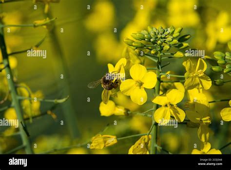 African Honey Bee Pollinating Canola Flowers Stock Photo - Alamy