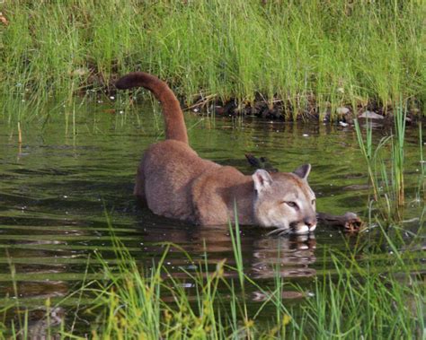 is puma wild animal 2