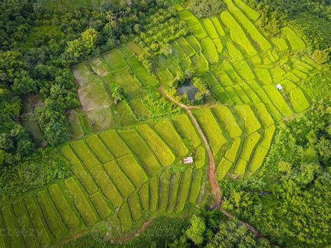 Terraces Rice Field Top View Rice Field From Above With Agricultural