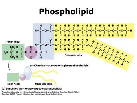 Ppt Biochemistry Powerpoint Presentation Free Download Id89314