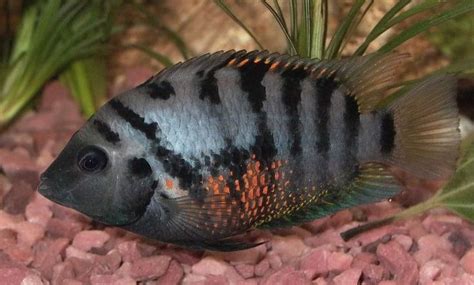 Convict Cichlid Size Care Lifespan Tank Mates Meethepet Cichlids