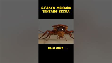 3 Fakta Unik Tentang Kecoa Animals Fypシ Viral Shorts Youtube