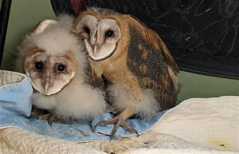 Accidental Barn Owl Road Trip Best Friends Animal Society