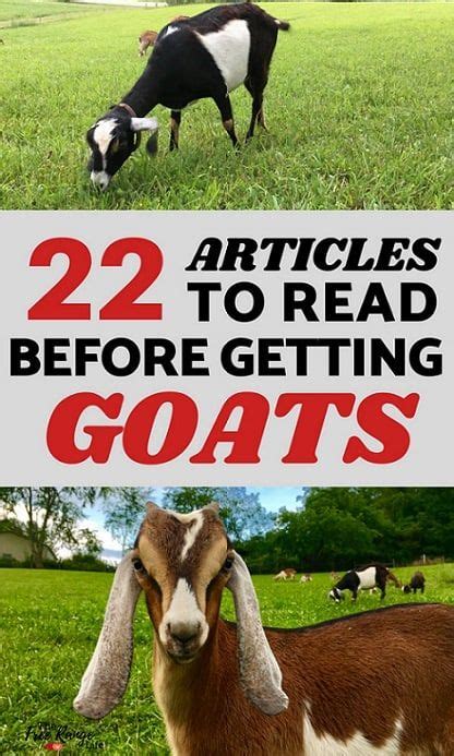 Articles To Read Before Getting Goats Artofit