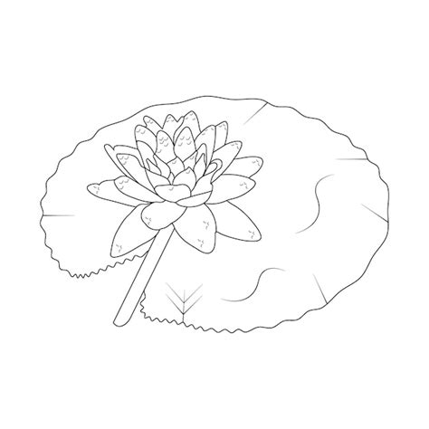 Premium Vector Water Lily Coloring Page And Line Art Flower Sketch