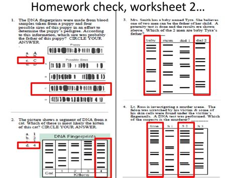 Dna Fingerprinting Worksheet Answer Key — Db