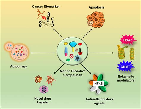 Marine Bioactive Compounds As Magic Bullets In Regulation Of