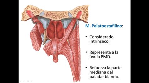 Velo Del Paladar Faringe Y Deglucion YouTube