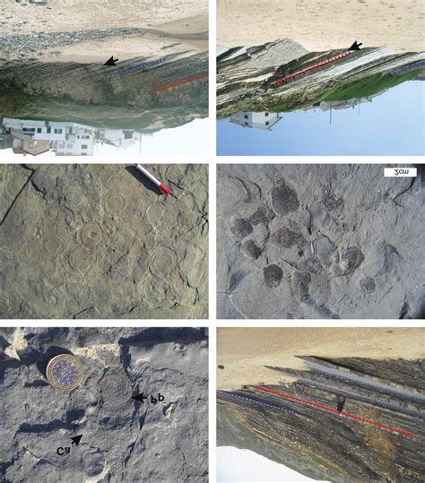 Biostratigraphically significant fossils and details of... | Download ...